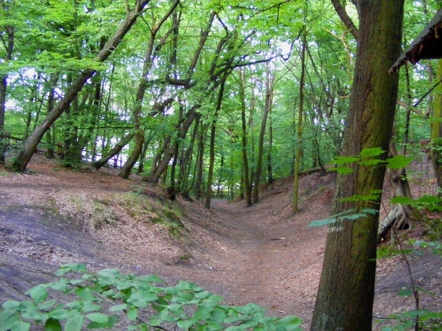 lasek